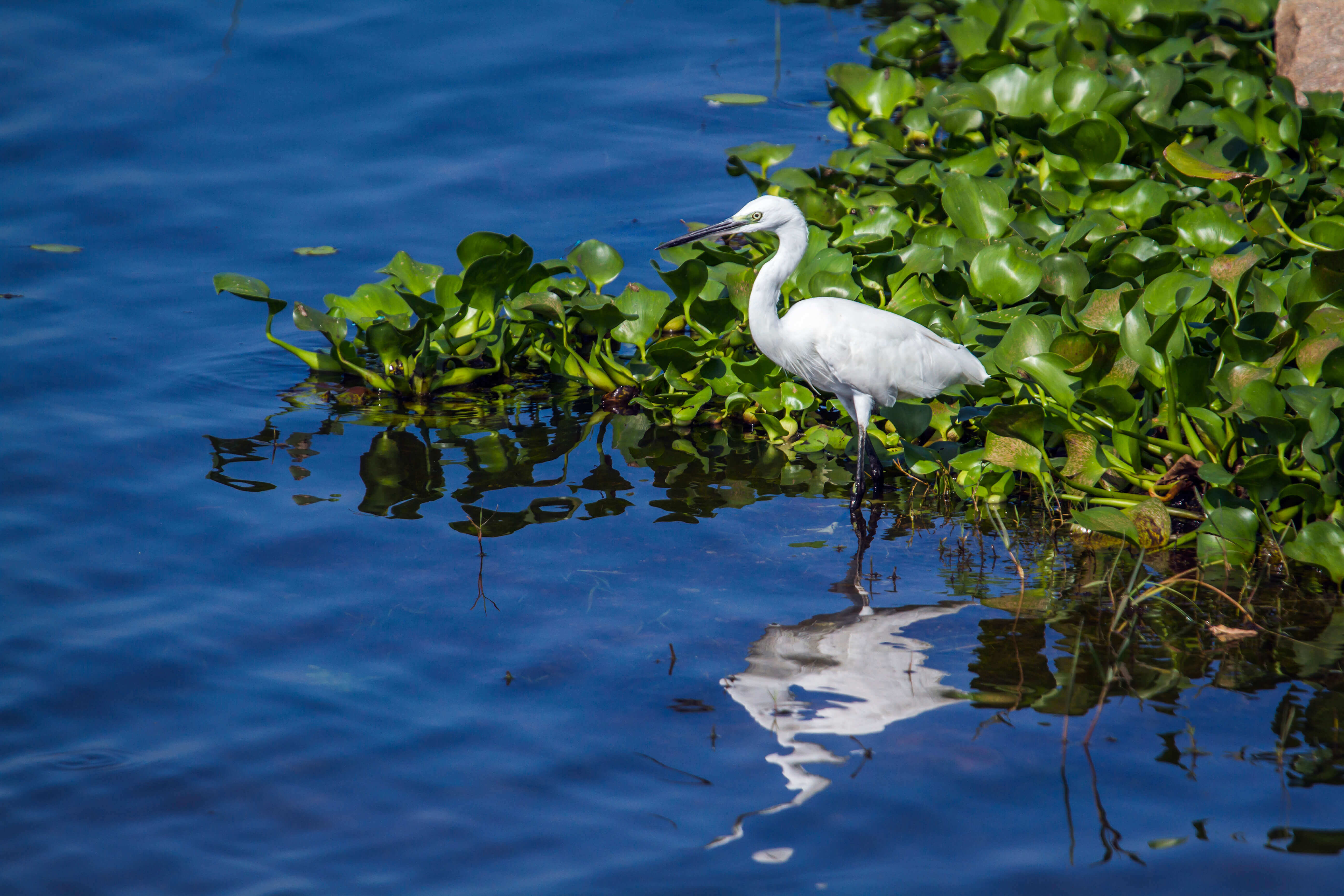 Little egret standing in water near vegetation