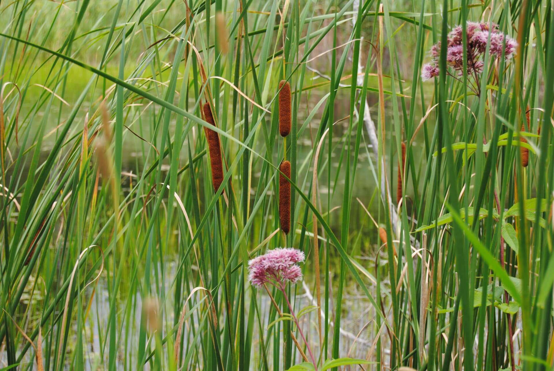 Vegetation by a drainage pond