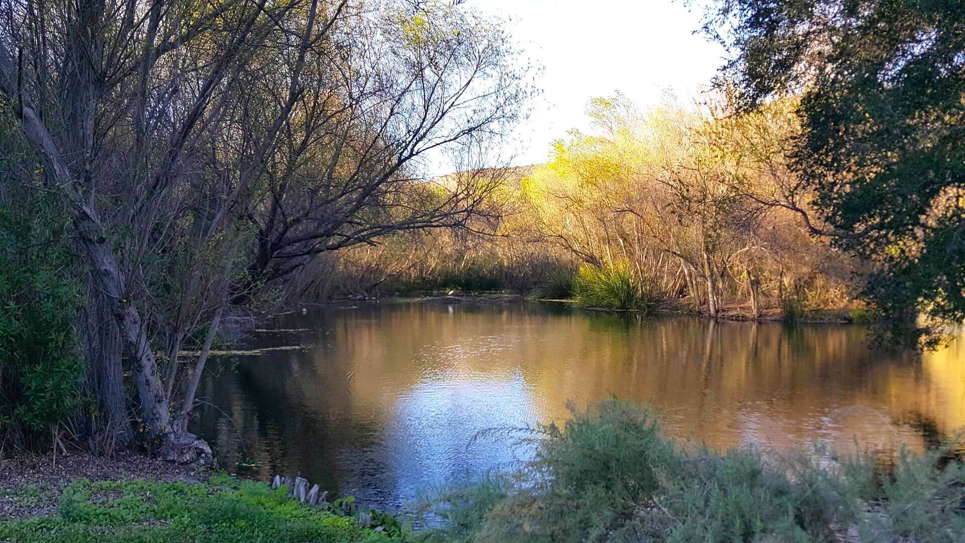 A pond surrounded by trees