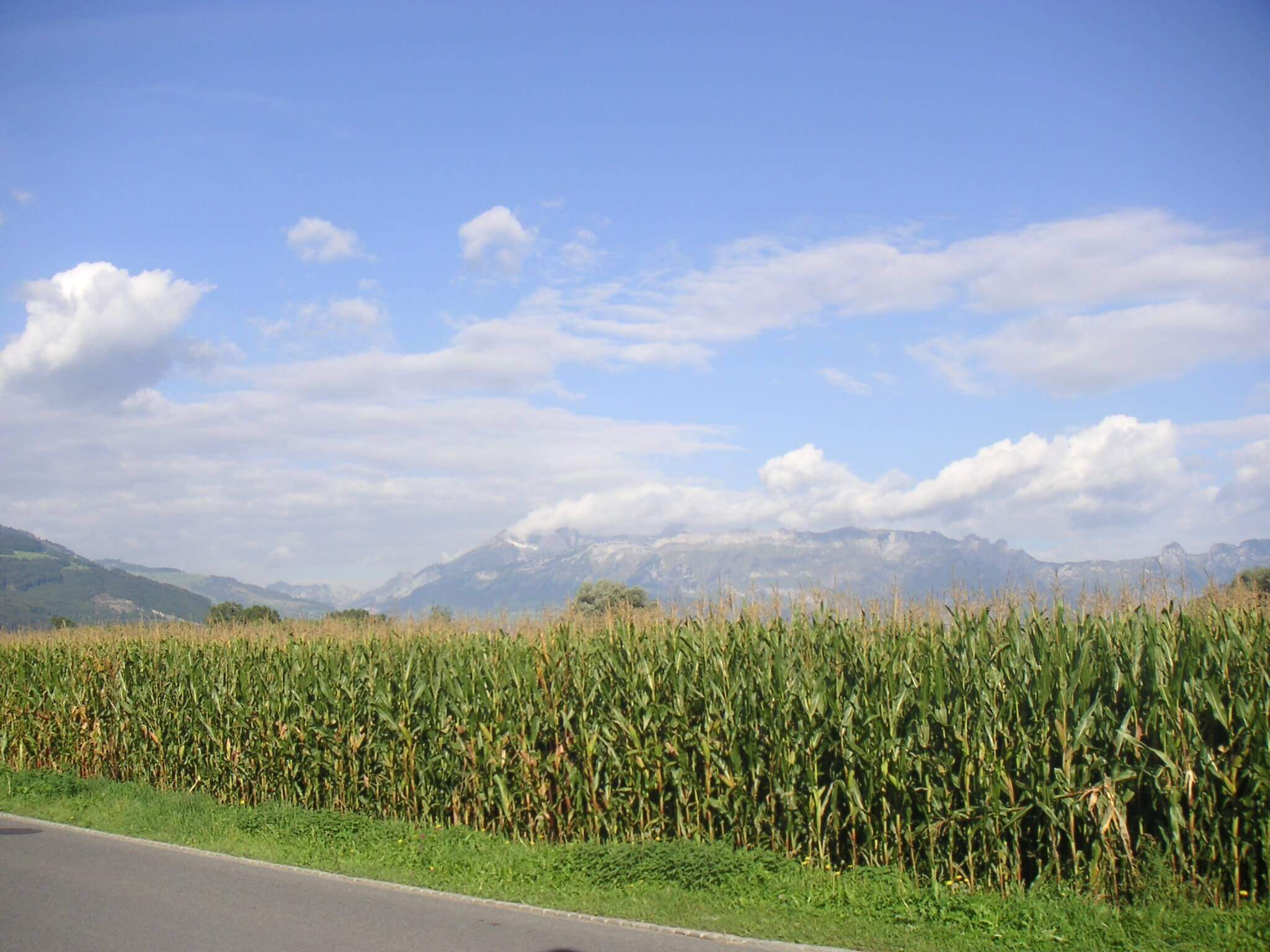 Cornfield by the side of a road