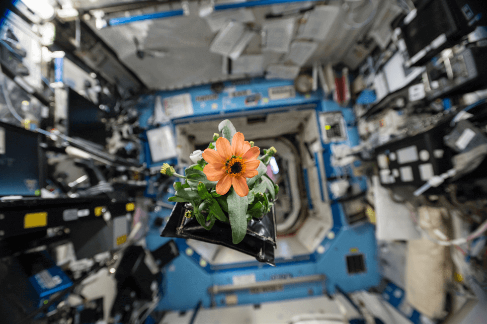 Blooming zinnia flower on the International Space Station