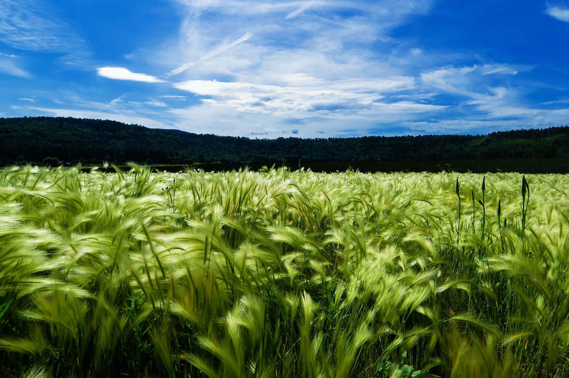 Field with blue sky overhead