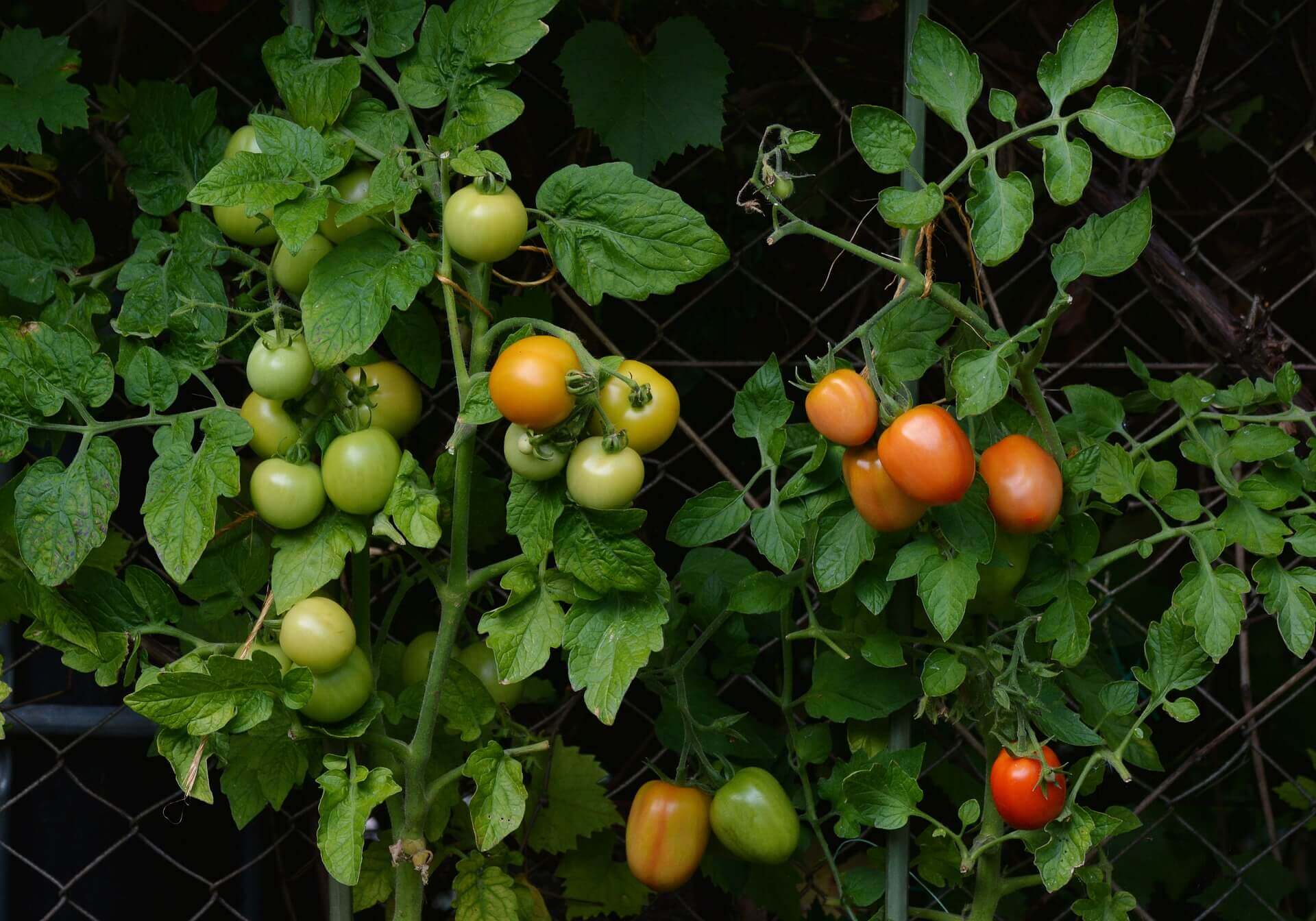 Tomato plants with ripening fruit
