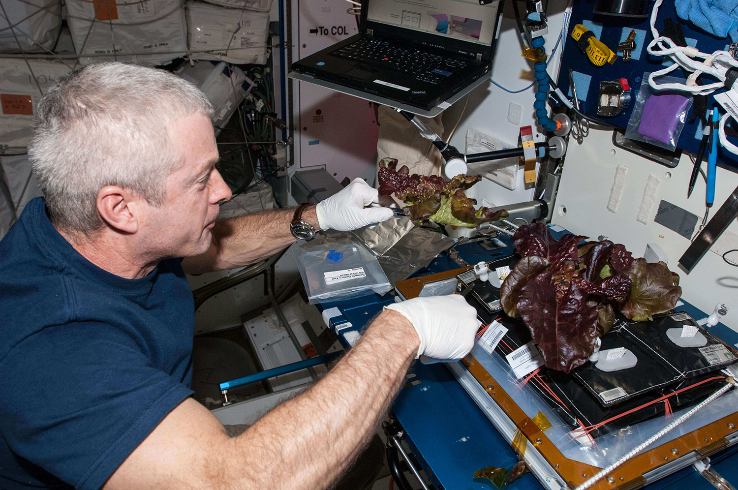 NASA astronaut working on an experiment to grow lettuce in space