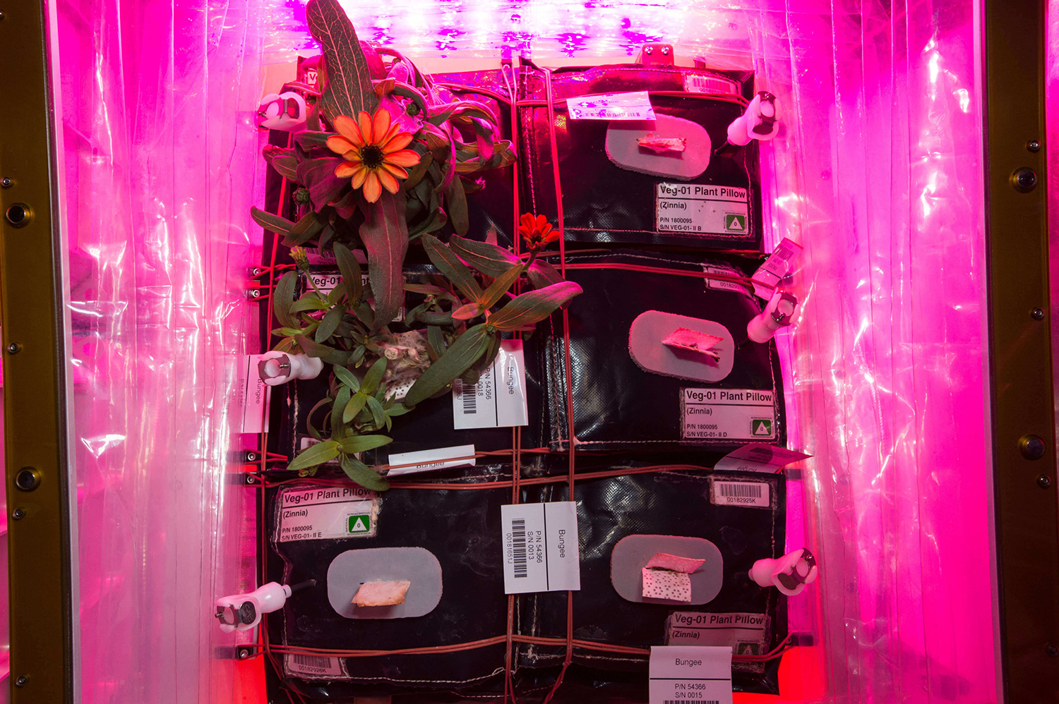 Flowering plants growing in a system utilizing LED lighting