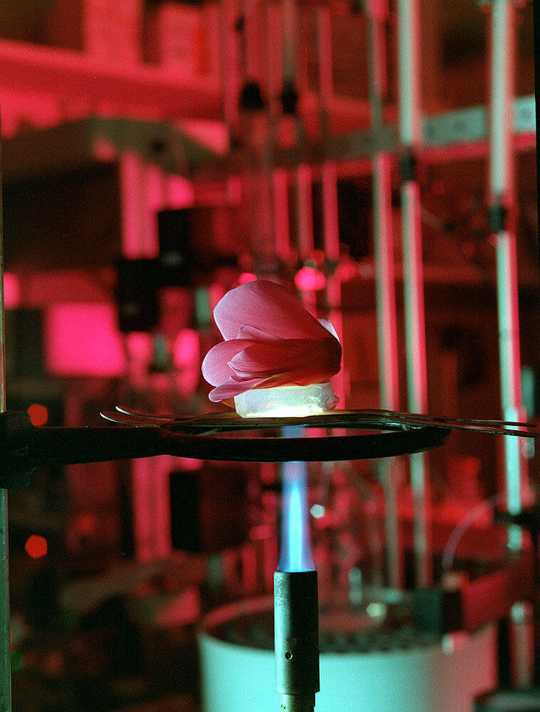 Demonstration of aerogel's effectiveness, shown using flower petals safely positioned above a hot flame