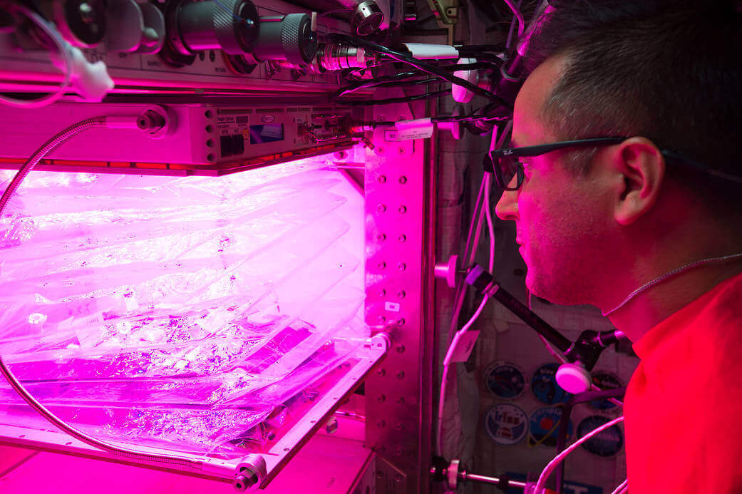 A researcher inspecting a plant growth unit designed for operation in space