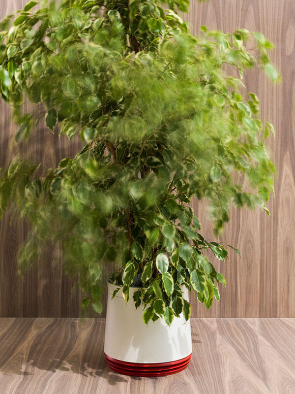 Potted plant that cleans the air