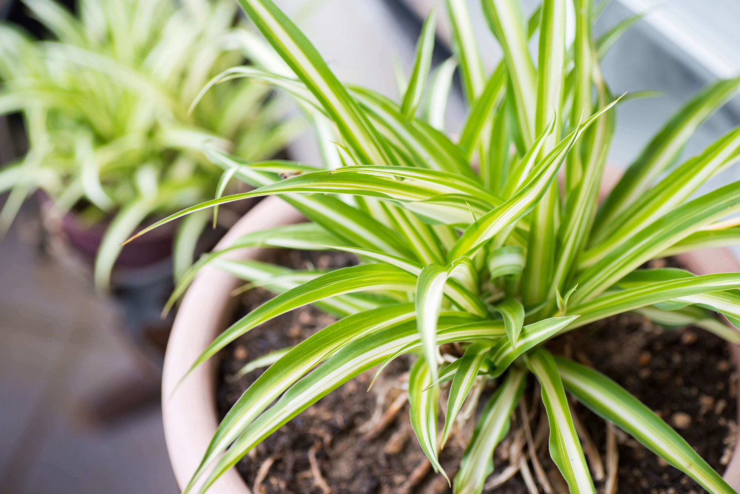 Indoor potted plants