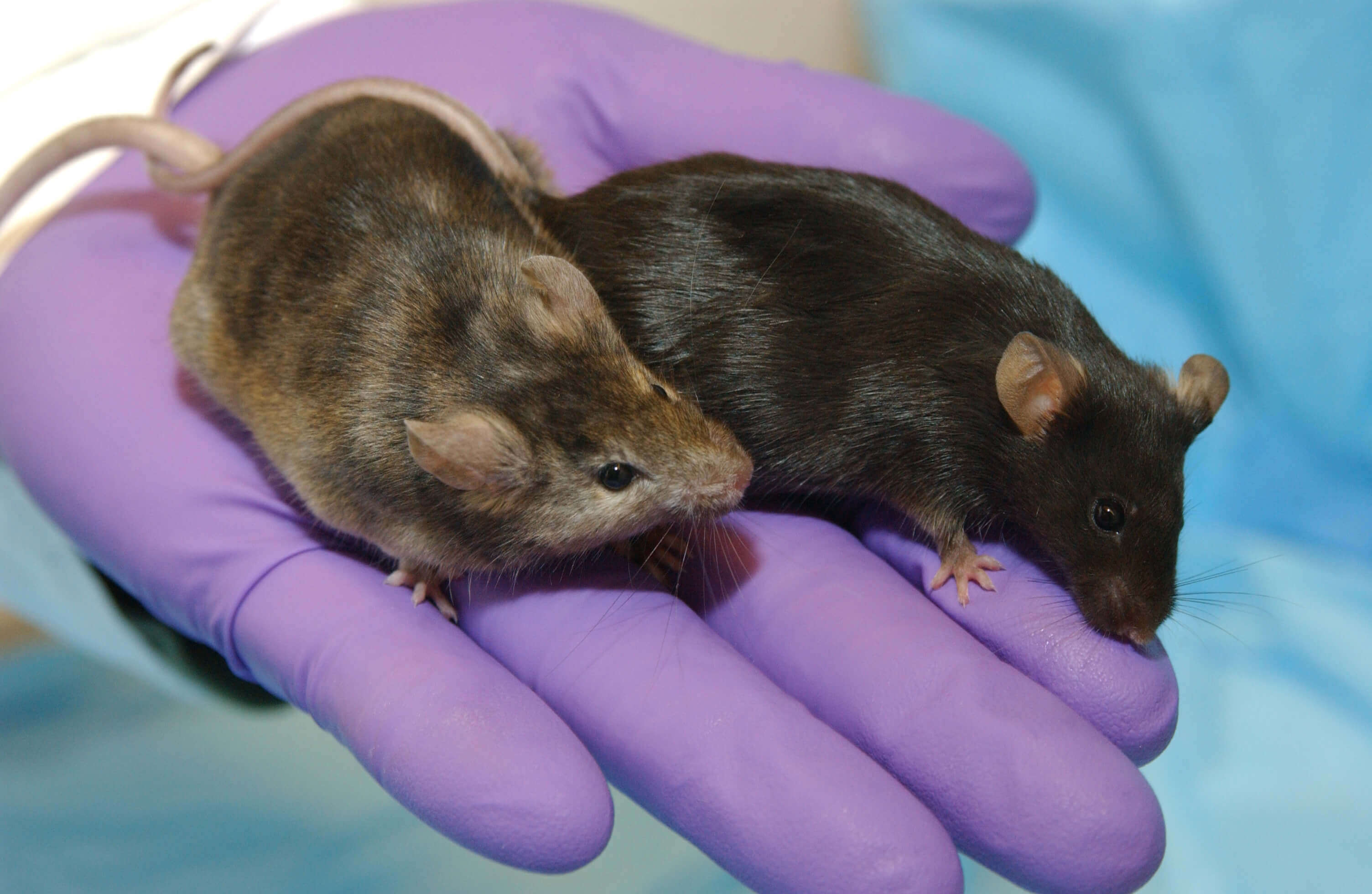 Rodents used in NASA testing in the microgravity environment of space