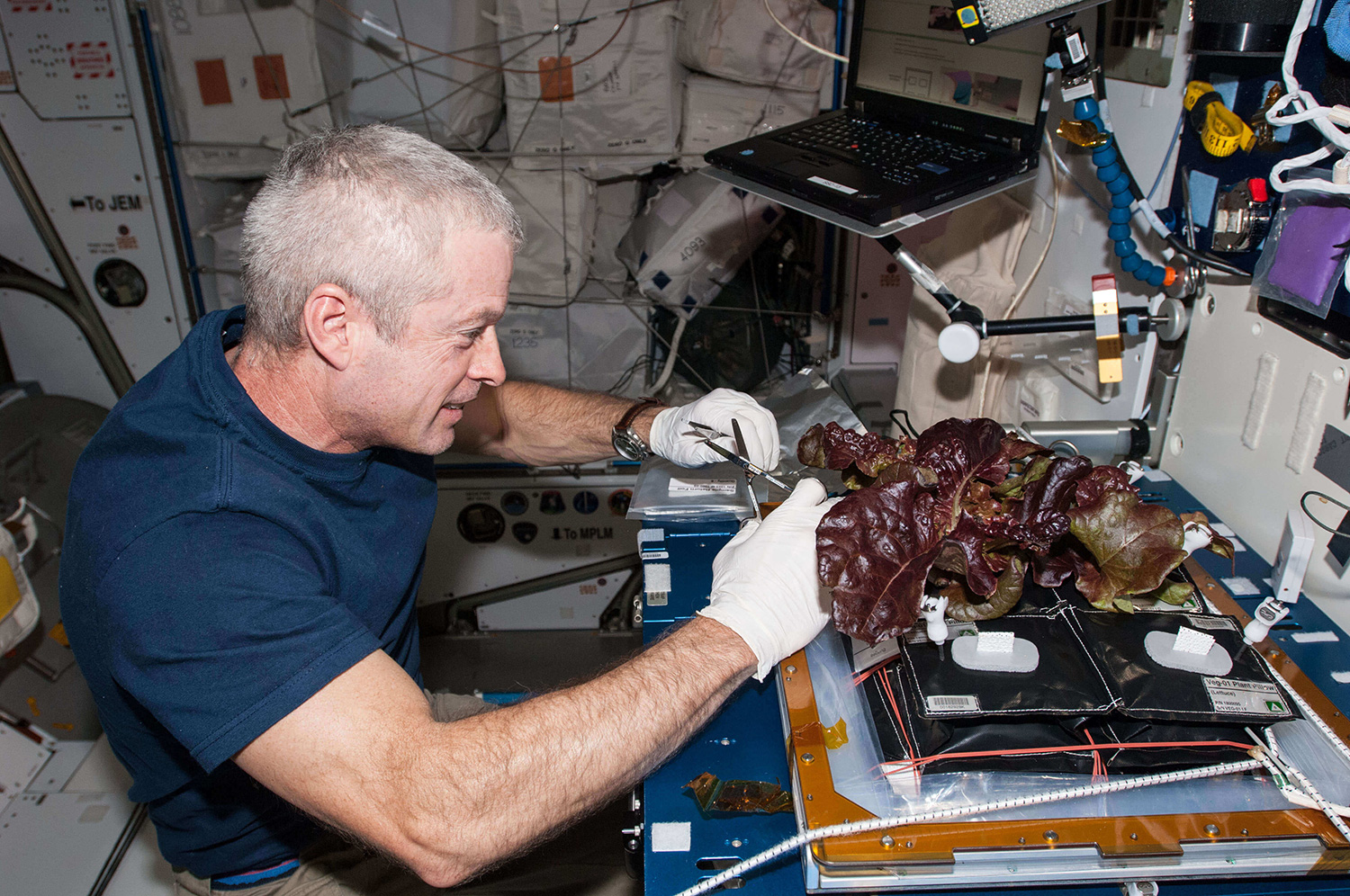 NASA astronaut working on an experiment to grow lettuce in space