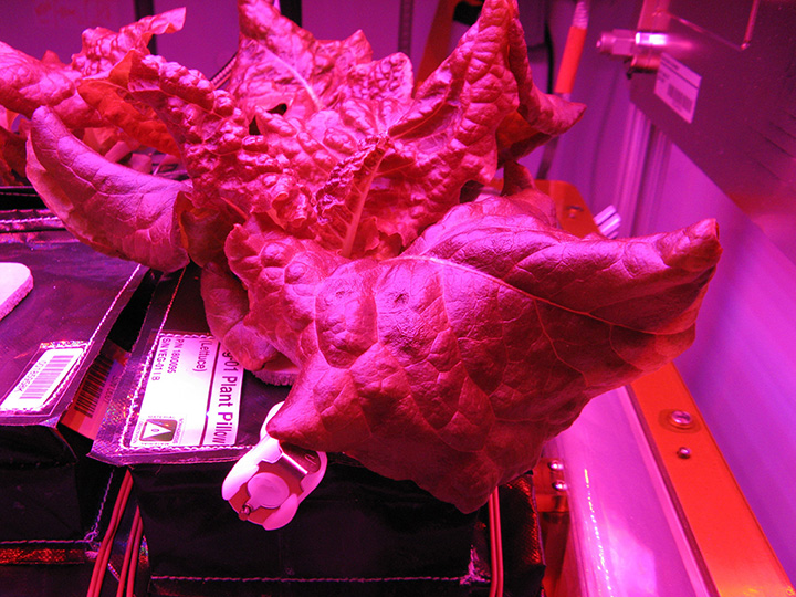 Lettuce grows under LEDs 